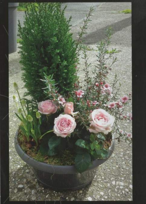 Plantes en pot Étampes