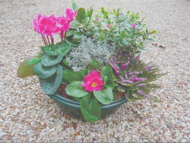 Plantes fleuries Étampes